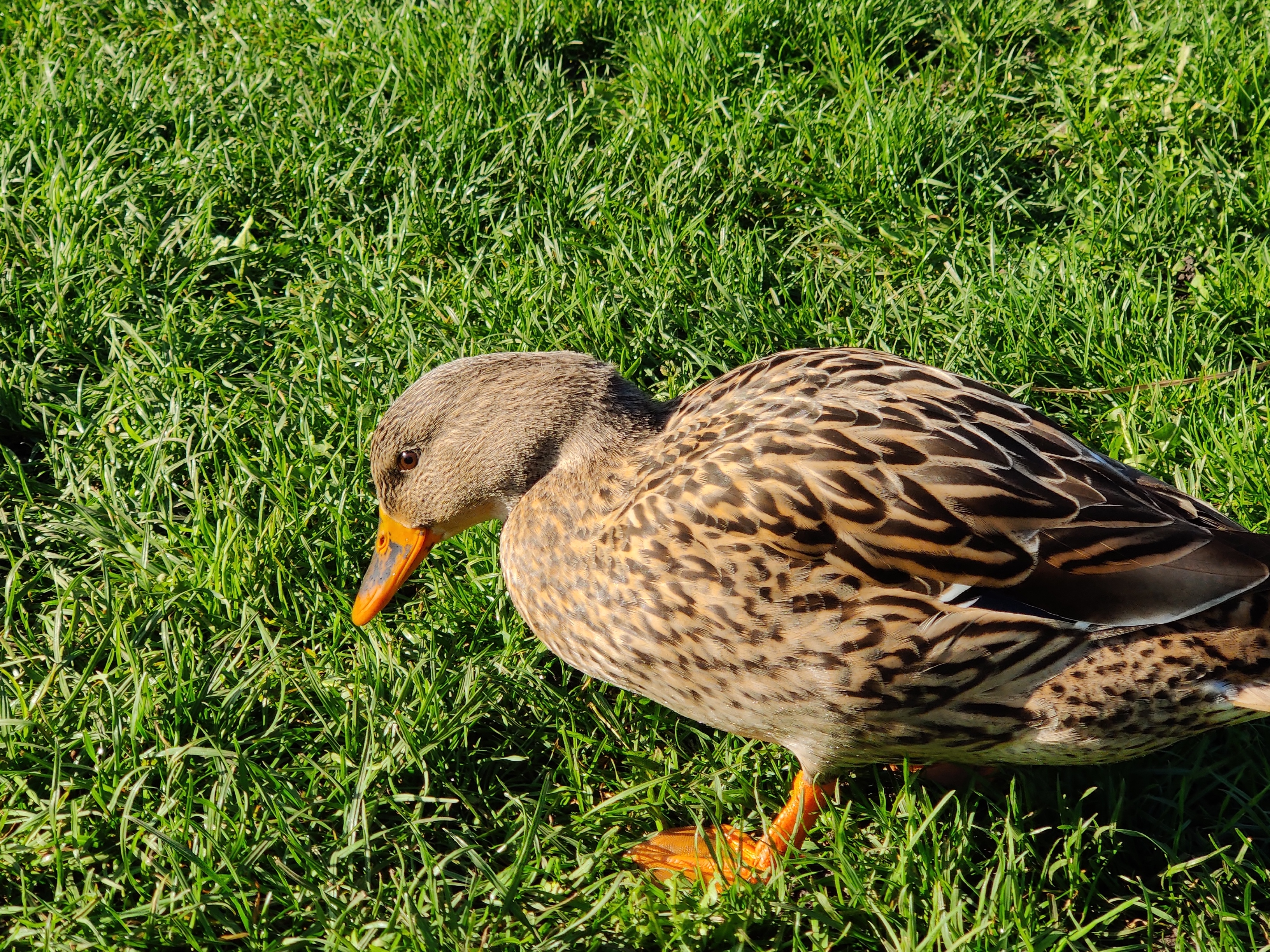 amsterdam duck